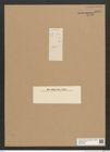 Diatomeae indet. Zeichnungen Sammlung Grunow Nr. 6077 (NHMW-BOT-W0374595)